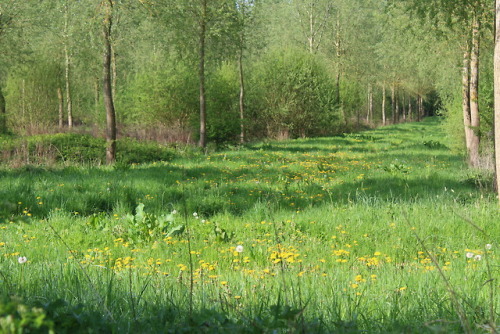 rattystarlings: Dandelions flowering brilliantly in the willow plantation