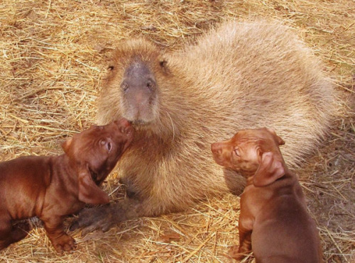 vegansaurus:It’s a photo set of a capybara named CHEESECAKE who is fostering orphaned dachshund pupp