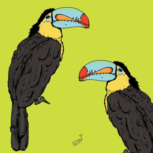 toucans