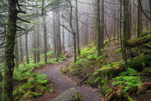 90377: Balsam Nature Trail, Mt. Mitchell State Park, North Carolina by netbros on Flickr.