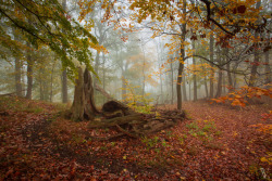vincentcroce: Autumn photography in the fog