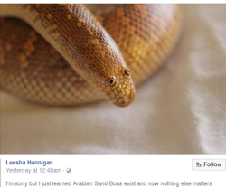 ayellowbirds:  motheatenscarf:  goodnightpufferfish: THE ARABIAN SAND BOA LOOKS LIKE A SOCK PUPPET I CAN’T BREATHE. you’re missing the best part LOOK AT ITS STUPID MUPPET MOUTH  this is an animal that evolved for predation. This is the face of a killer.