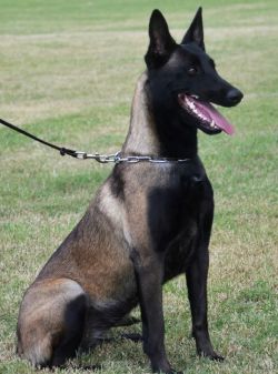 panoramaofhell:     Vom Starken Kennels, Belgian Malinois  