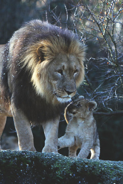 visualechoess:  Little Lion Boy and his father - by: Sabrina Kammer 