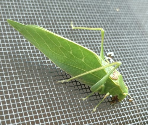 Cool friend from this morning- a katydid!