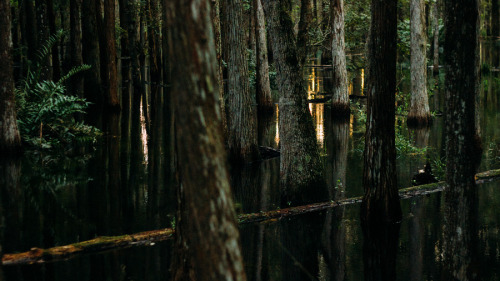 capturedphotos: Shingle Creek, Florida. The Orlando isn’t all about theme parks and such. Phot