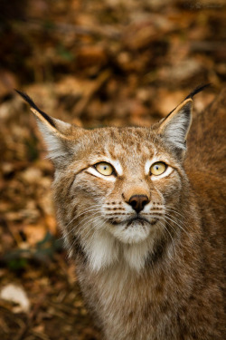 bigcatkingdom:  Lynx (by Cloudtail)