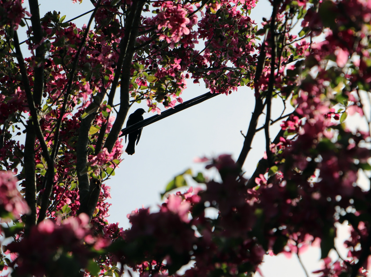 #bird#spring#nature#pink#tree#trees#crabapple tree#sky#michigan
