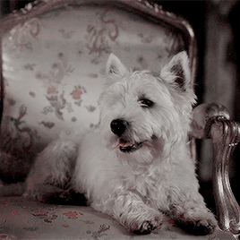 Islay, Victoria&rsquo;s west highland terrier (requested by anonymous)