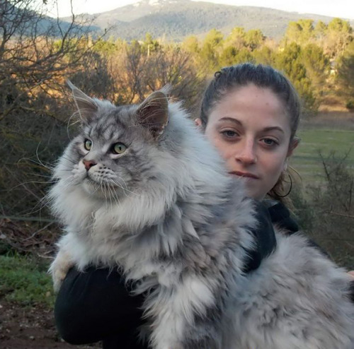 geekybibliophile: glitterkitty4ever: sorceressnora: awesome-picz: Maine Coon Cats That Will Make You