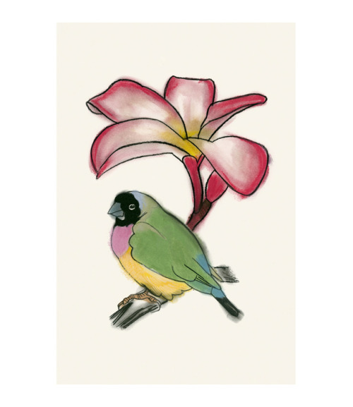 A Lady Gouldian Finch under a frangipani flower - Matou en Peluche