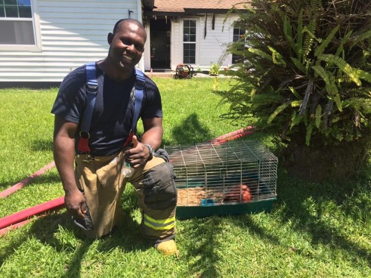 RODNEY’s STORY ~ Firefighters rescue guinea adult photos