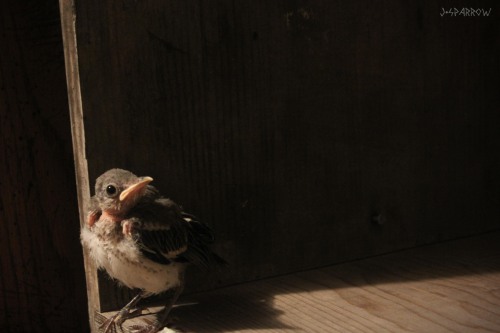 This is Mystery, a mockingbird I raised. I miss that sweet baby.