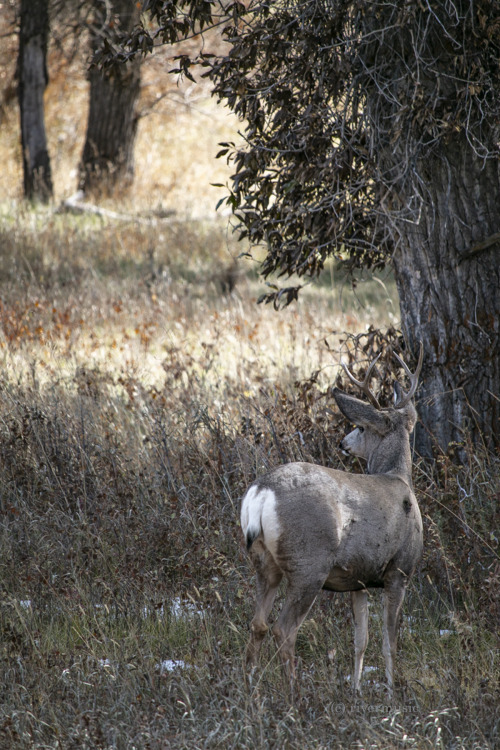 Young Buck in an Autumn field, Wood River Valley, Wyoming&copy; riverwindphotography, October, 2019