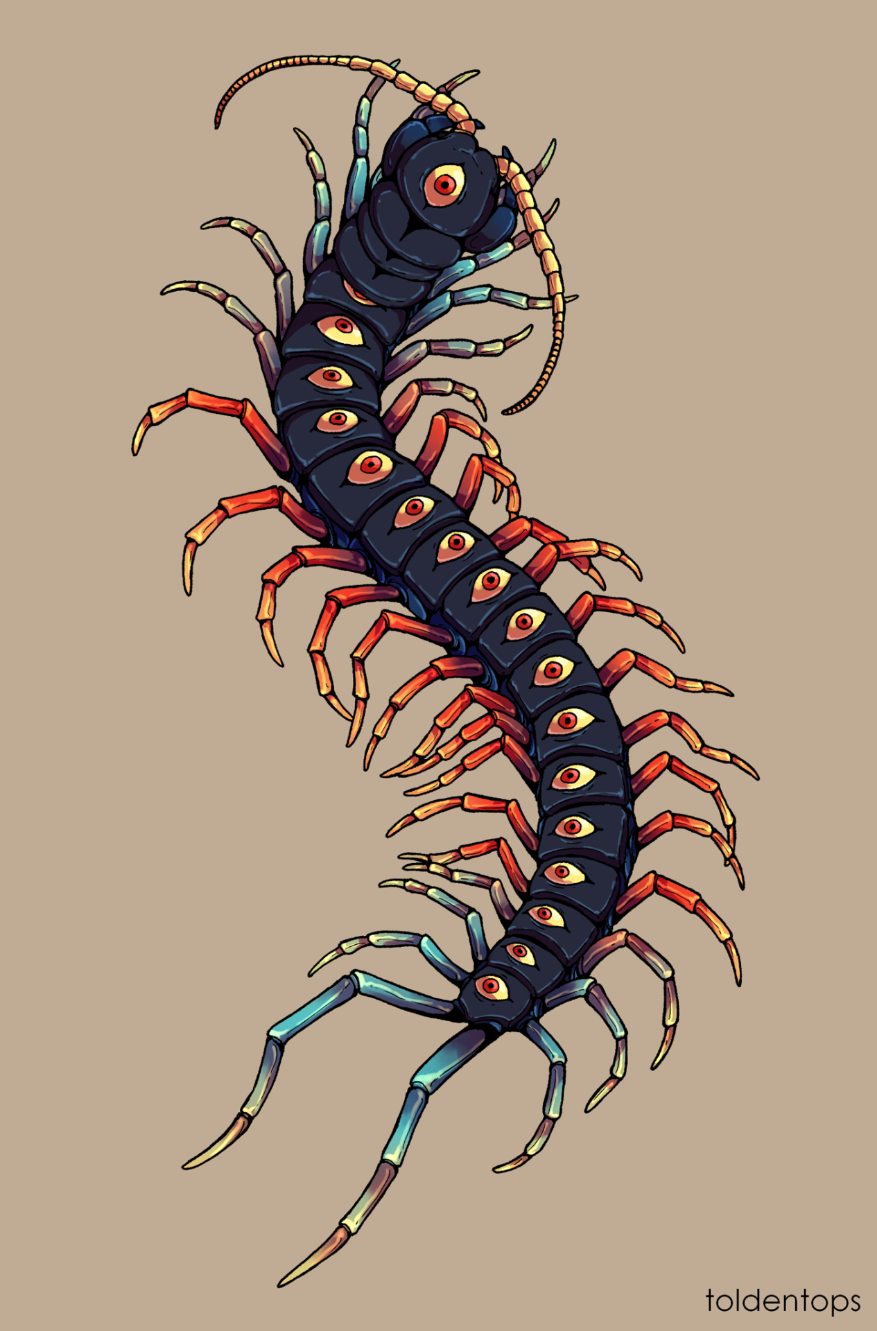 Centipede Tattoo Design I made for my friend  rTattooDesigns