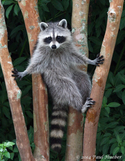 tulipnight:  Raccoon (Procyon lotor) - Miss August posing for her cover shot. ;) by Paul Hueber on Flickr. 