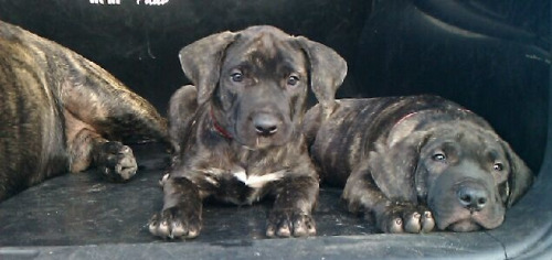 Impresa&rsquo;s male &ldquo;Red&rdquo; @ 9 weeks Impresa Kennels Presa Canario Breeders 