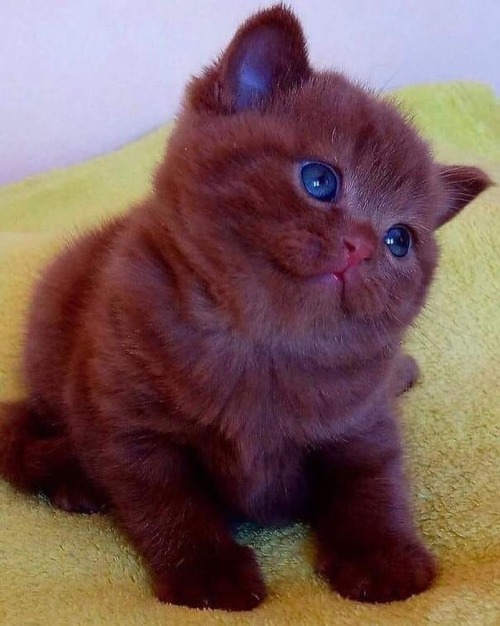 catsnmeows:Red velvet chocolate kitten