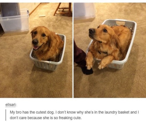 https://good-dog-girls.tumblr.com/post/157826334467