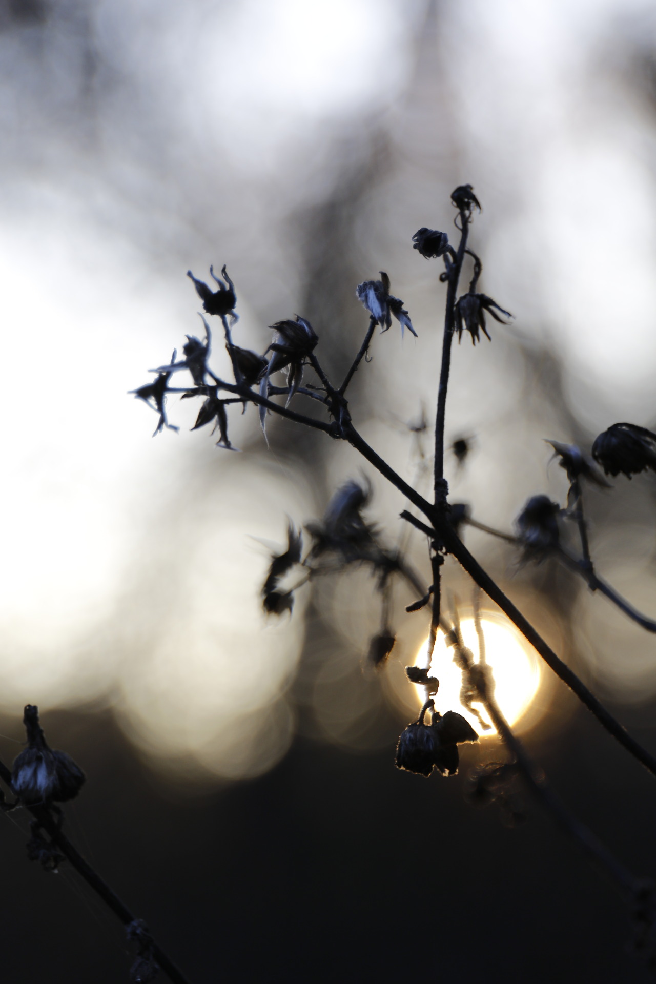 laurabfernandez: Natural depth of field ©2016laurabfernádez 