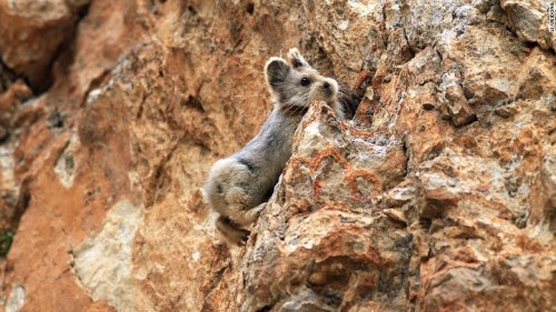 reallifeishorror: The endangered Ili pika hadn’t been seen since 1983, that is, until it was s