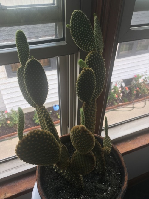 Just want to take a moment to brag about how well I’m taking care of this cactus.
