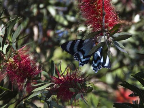 oceaniatropics:  Butterflies at Babinda, Queensland