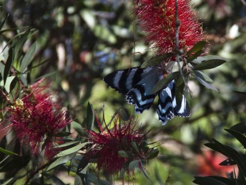 oceaniatropics: Butterflies at Babinda, Queensland