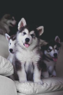 envyavenue: Mini Huskies