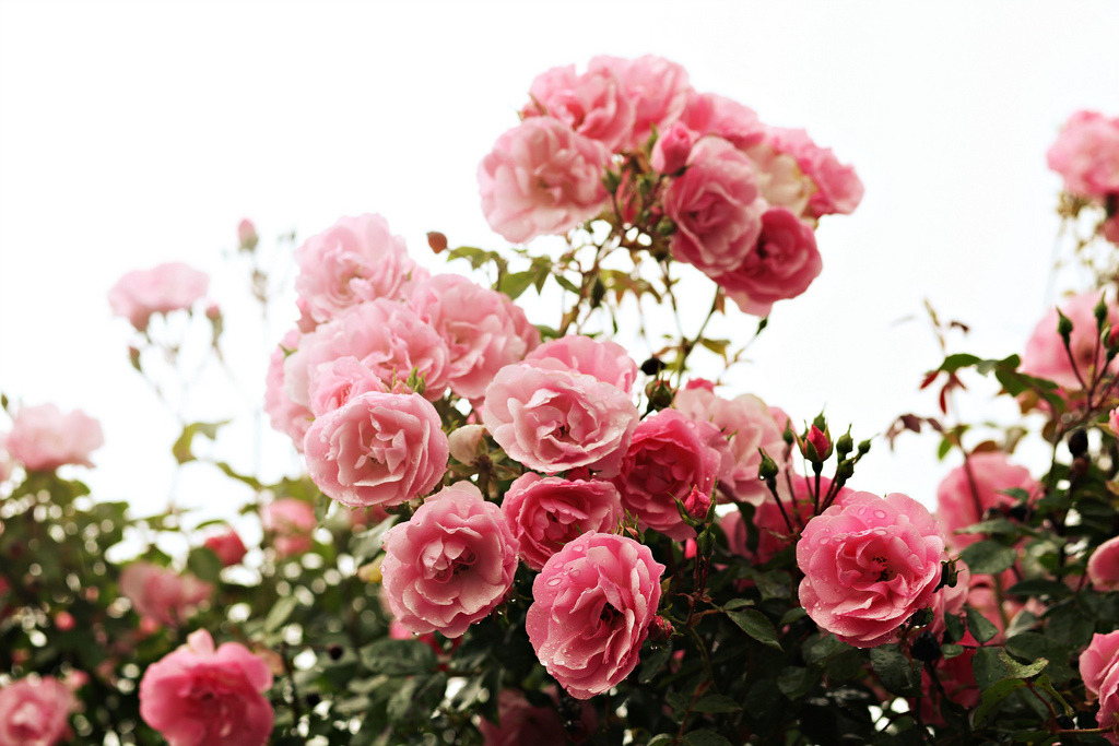 jacindaelena:by Mahouarn