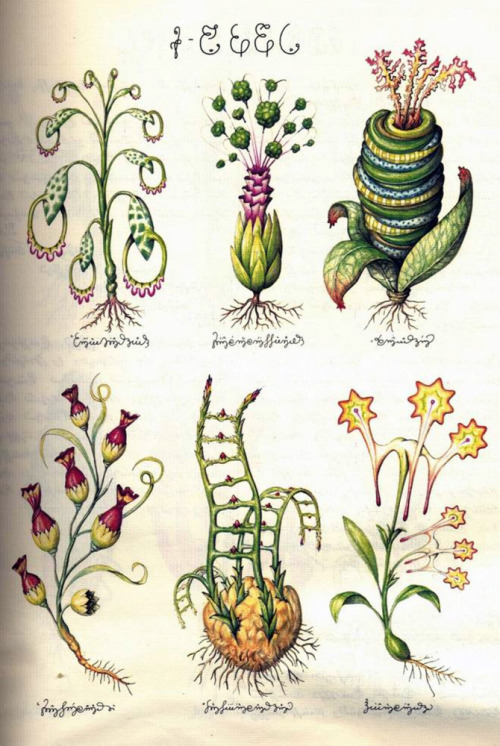 hideback: Luigi Serafini (Italian, b. 1949) Imaginary Flora from Codex Seraphinianus, 1976-78 &l