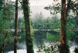 turbinis:  Misty Lakeside Track by anthonylibrarian