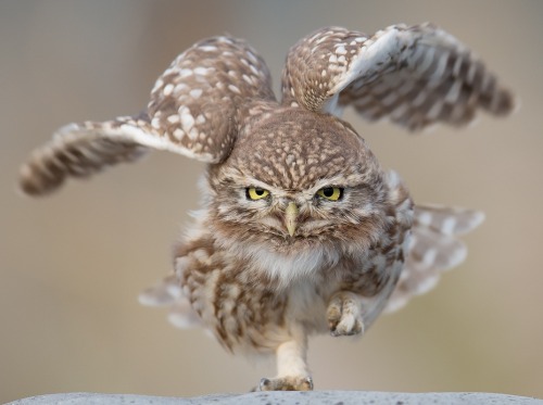 beautiful-wildlife:Run Little Owl by JinHyouk Jang 