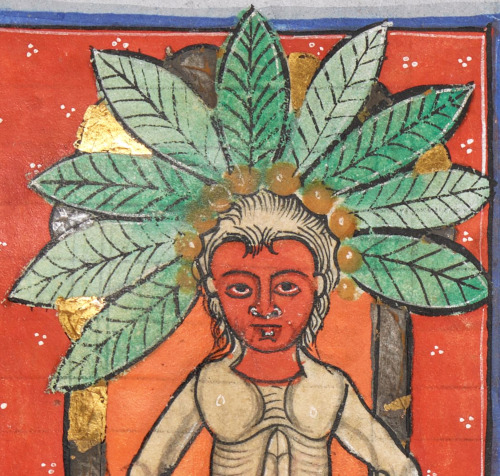 mandrakeherbal, England or France, ca. 1190British Library, Sloane 1975, fol. 49r