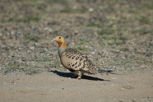 Pallas&rsquo;s Sandgrouse (Syrrhaptes paradoxus) &gt;&gt;by Sergey Pisarevskiy (1|2