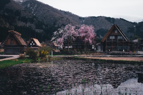 takashiyasui: Shirakawago in spring