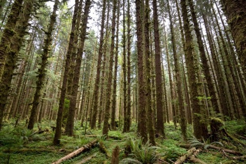 Hoh Rainforest, Olympic National Park, WA @zeisenhauer