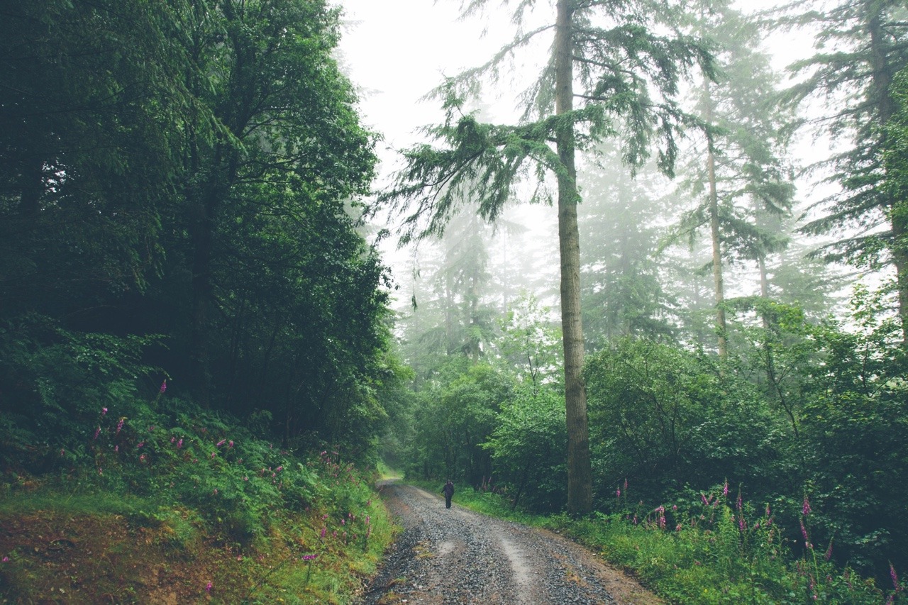 Wet Forest