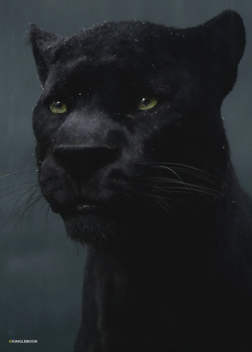 Bagheera Wise mentor. Thoughtful guide.