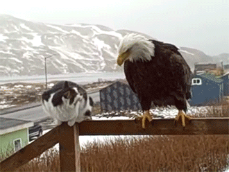 passionatelyawesome:1128nesecret:cyclonemetal:“well, it seems we are at an impasse.”“so we are. carry on, cat”“same to you, bird.”They literally were in an awkward situationI love how the bird leaves like “well, I