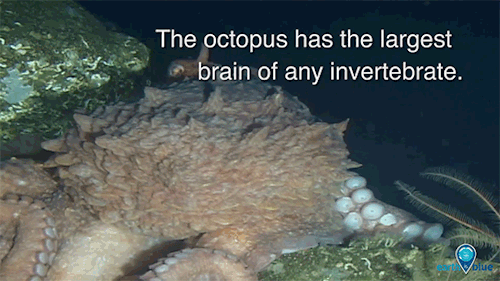 What Makes Octopuses So Awesome?