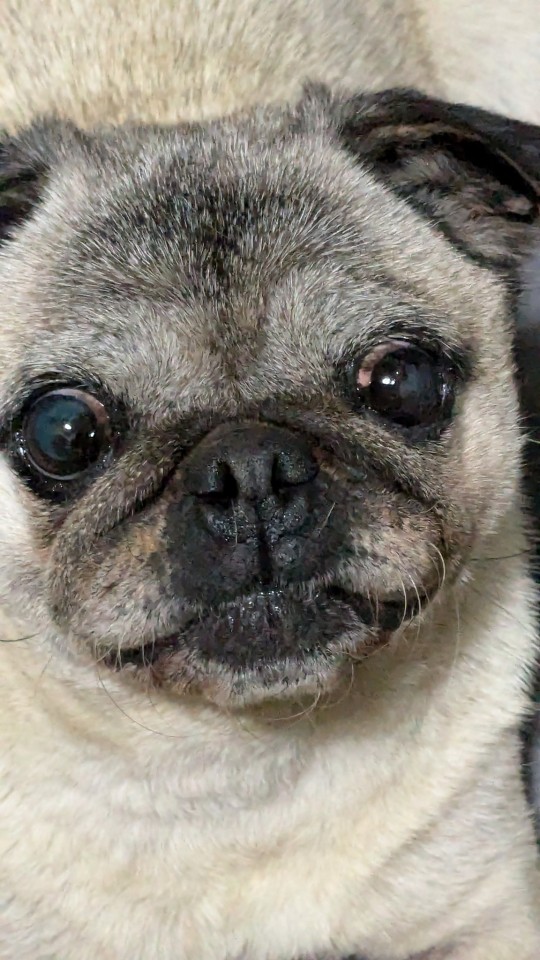 Look At My Stupid Pug, Ain't She Cute?