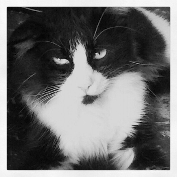 debbie-bam-1980:  Pepo, el #gato de mis sobrinos