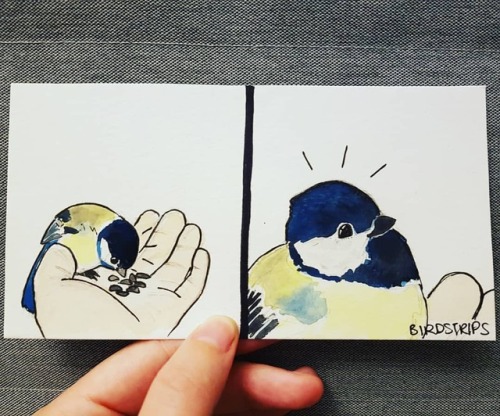Bird no. 313. Patreon? Patreon!!.I have been thinking about it for a long time, and I am excited to 