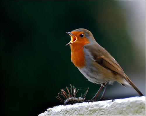 Singing Robin (Explored Dec 6th 2012 #494 ) by IrishRedKite on Flickr.