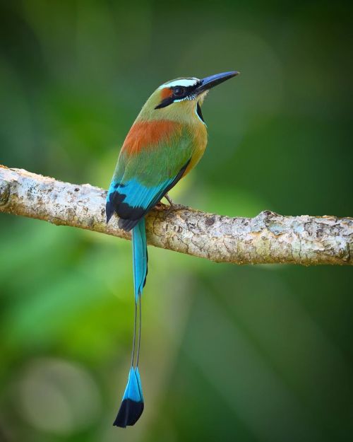 trashzy:Turquoise-browed Motmot