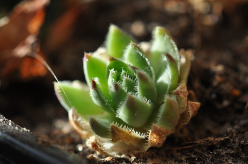 Sempervivum plant [OC] [3000x1993] x-post from /r/succulents