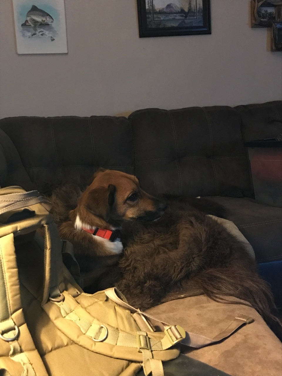 Life Below Zero on for background noise while I do homework and Freya heard the sled