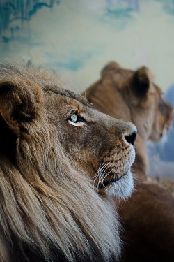 visualechoess:Pondering Lion  - (via) |