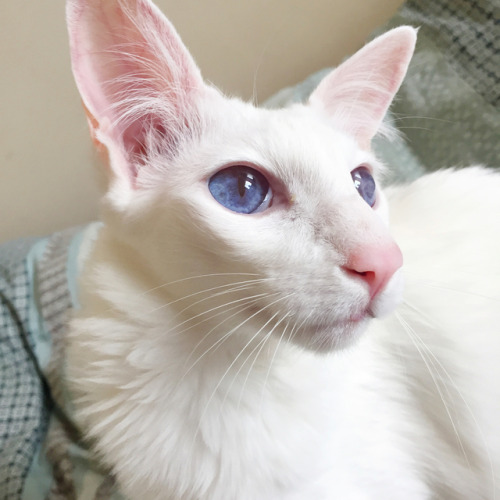 pangur-and-grim: pangur-and-grim: reincarnation of Elizabeth Taylor we were talking about albinism y